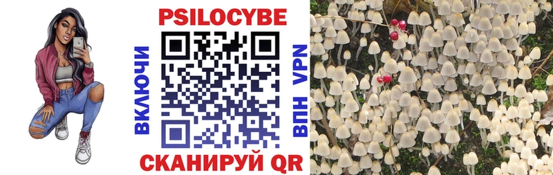 купить наркоту  Трубчевск  Псилоцибиновые грибы Psilocybine cubensis 